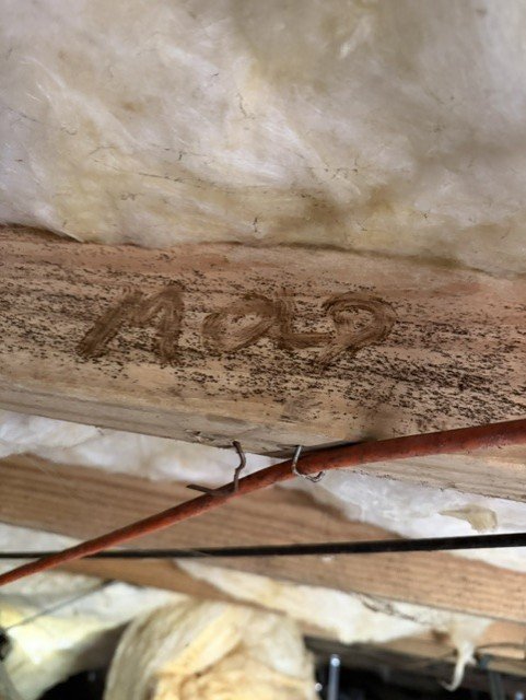 Mold-covered wooden beam and insulation in crawlspace with visible fungal growth