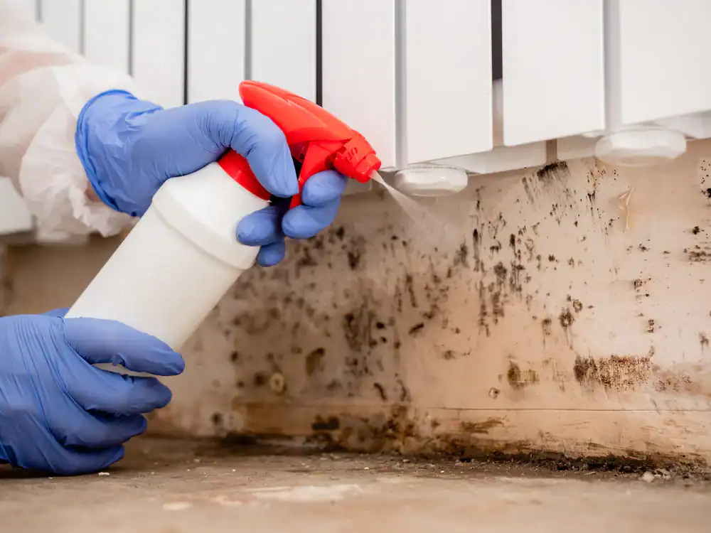 A person wearing blue gloves sprays cleaner on a moldy wall surface to address visible mold growth.