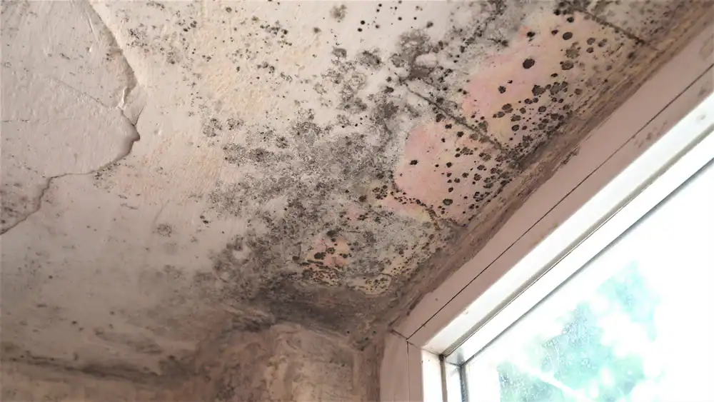 Mold growth on ceiling caused by water damage, requiring professional removal services.