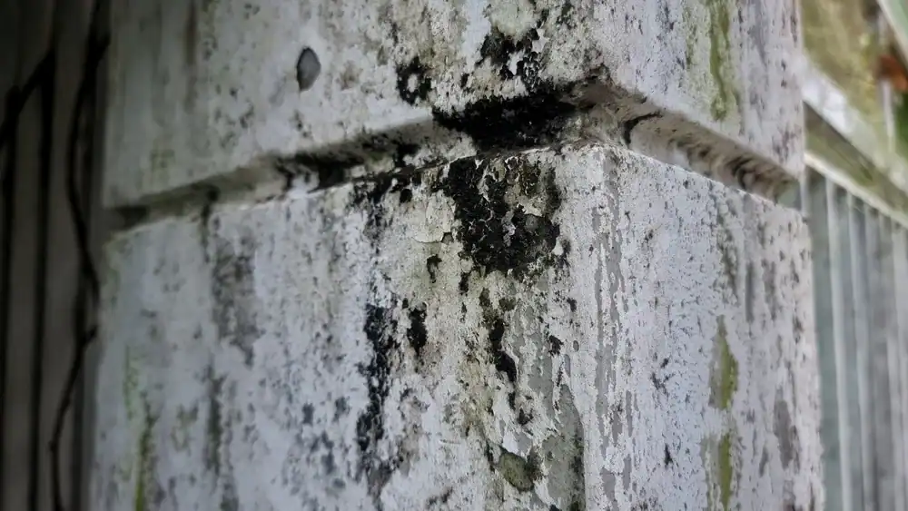 Mold growth on outdoor wall caused by moisture and humidity.